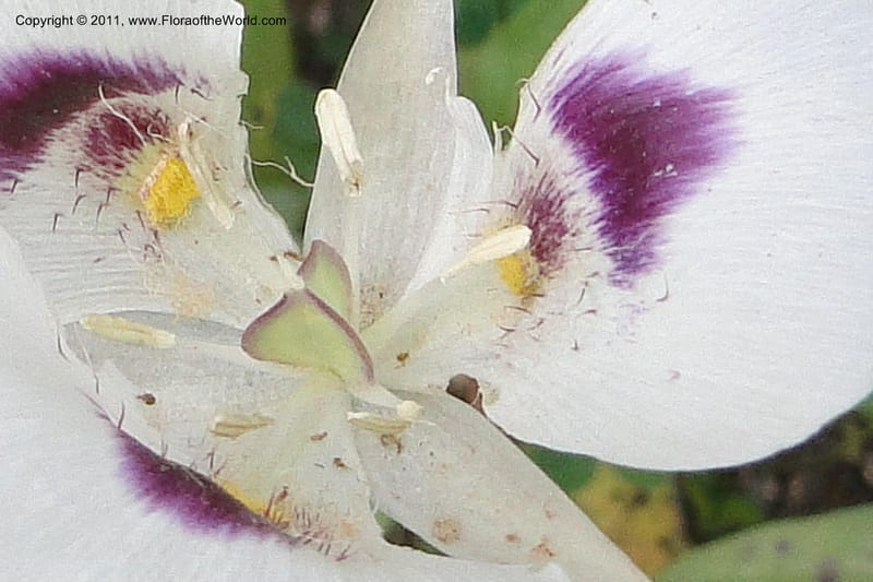Calochortus eurycarpus, Davidson, C 11905--ID. Valley Co. Lick Creek Rd. 13 Aug 2011. 098 (7).jpg