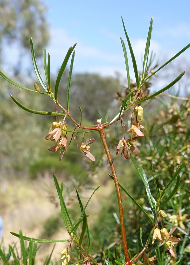 Aphanopetalum clematideum, Davidson, C 13444--Australia. W.A. Geraldton. Chapman River. 25 Oct 2016.  (97).JPG