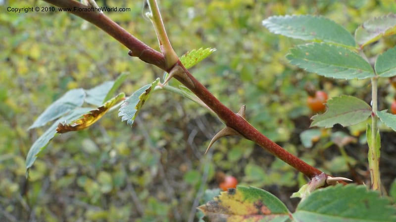 Rosa nutkana, C. Davidson 11814--OR. Hood River Co. Old Dalles Rd., 2 mi E of E. Side Dr. 10 Sep 10. 001 (67).jpg
