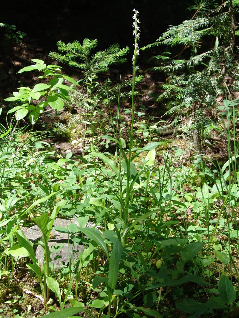 Platanthera dilatata v. leucostachys--ID. Valley Co. Sylvan Beach reservoir and trail. 24 Jul 05. 131.jpg