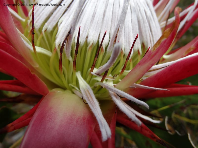 Protea cynaroides, Davidson, C 12315--South Africa. Western Cape. E. side, Fernkloof. 24 Jan 2014. DSC01799 (128).JPG