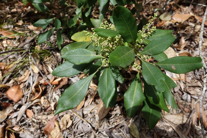 Guioa semiglauca, Davidson, C 13334--Australia. Qld. Austinville Rd. 17 Oct 2016. DSC02705 (31).JPG