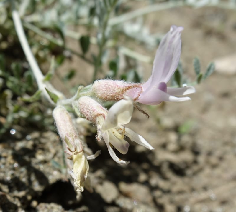 Astragalus purshii, C. Davidson 13582--ID. Idaho Co. Salmon R. Rd. E of Riggins. 24 May 2017. DSC00708. JPG (209).JPG