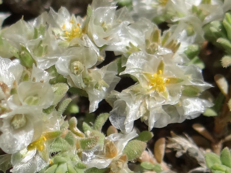 Paronychia kurdica--Iraq. Kurdistan. Shakh-i-Pira Magrun. 24 May 2013. DSC05074 (120).JPG