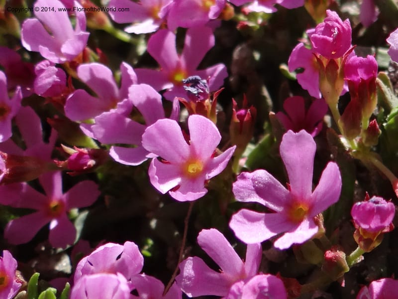 Douglasia, Davidson, C 12194--ID. Boise Co. Scott Mtn. Lookout Road. 18 Jun 2013. DSC06609 (66).JPG