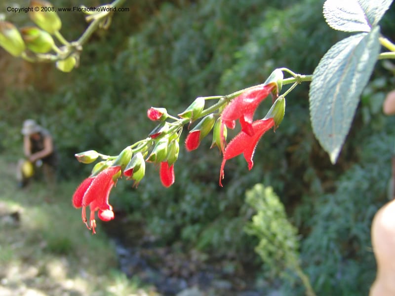 Salvia, Croat93230--Ecuador. Prov. Pichincha. Old hwy Quito to Sto. Domingo. 12 Aug 04. 052.jpg