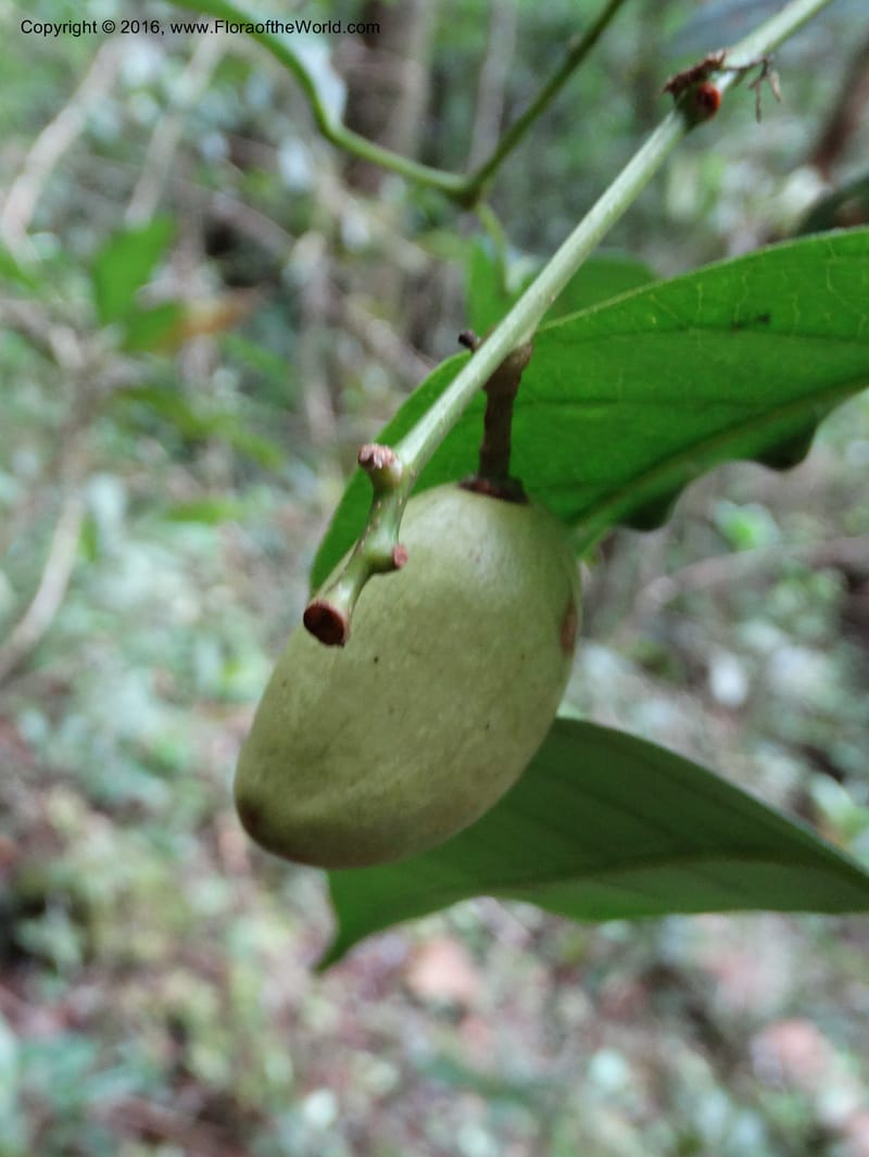 Dacryodes, Davidson, C 12734--Sabah. Mt. Kinabalu. Bundu Tuhan Trail. 11 Oct 2014. DSC04153 (10).JPG