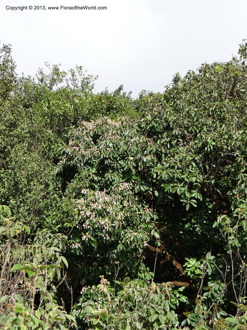 Anneslea fragrans, VC 5499--Thailand. Chiang Mai. Doi Inthanon Nat. Park. 8 Nov 2012. DSC07747 (150).JPG