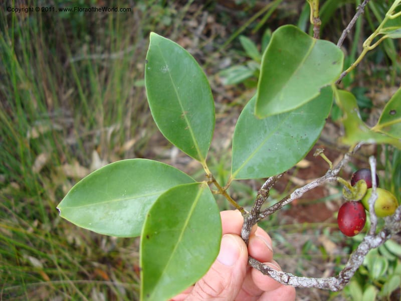 Hedycarya, Munzinger, J 4806--New Caledonia, Prov du Nord, Plateau de Poro, 16 Nov 2007  (11).jpg