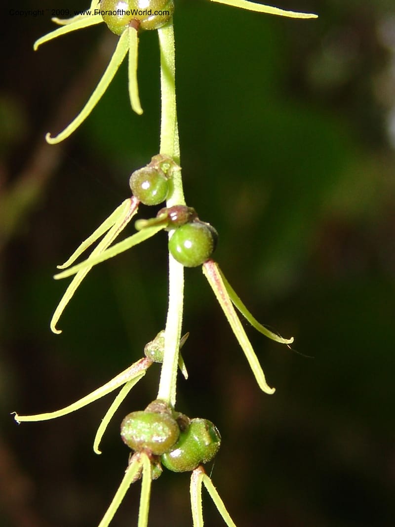 Alchornea, DNeill15916--Ecuador. Prv. Zam. Ch. C del Condor. Wawaime plot. 22 Sep 07. 410.jpg