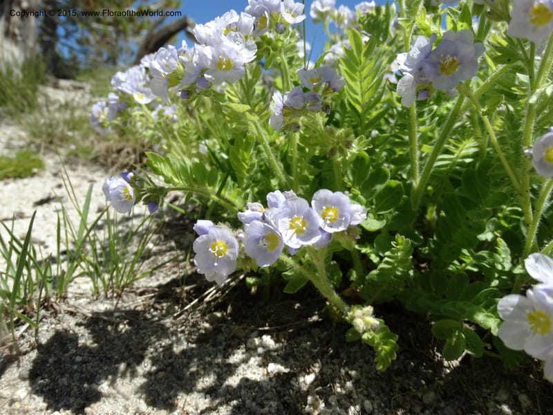Polemonium pulcherrimum, Davidson, C 12552--Idaho. Valley Co. FS Rd. 431. 1 Jul 2014. DSC09329 (1).JPG