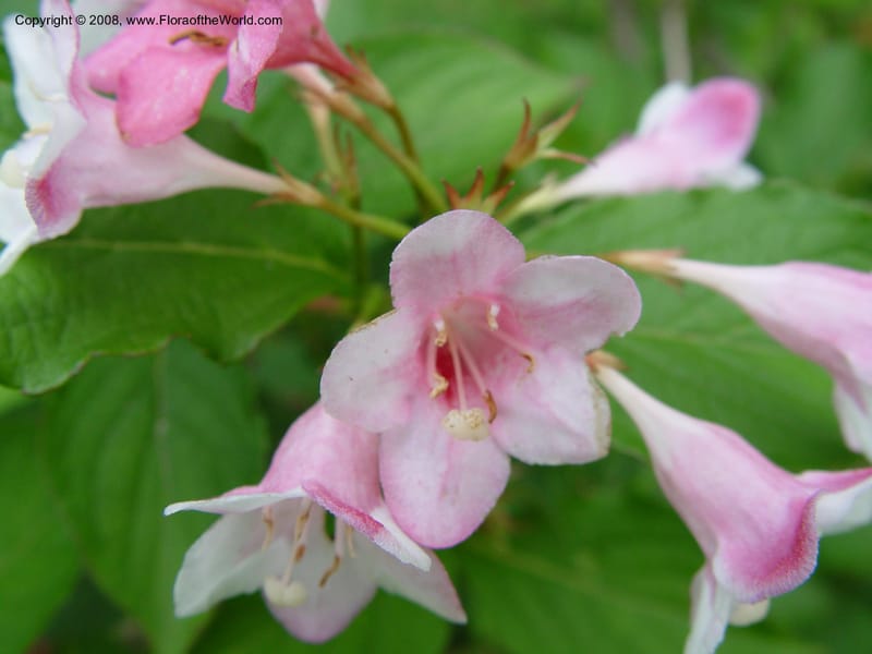 Weigela florida--MA. Arnold Arb. 30 Jun 03. 085.jpg