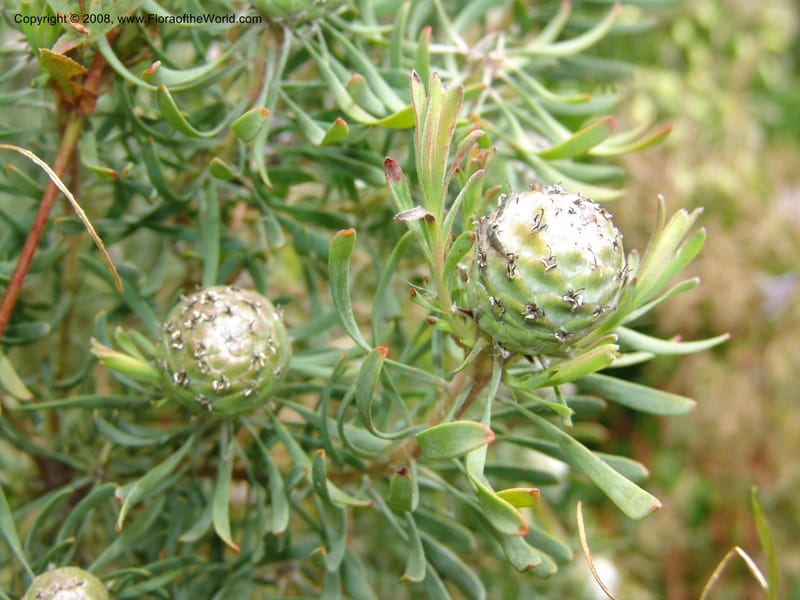 Leucadendron galpinii, s.n.--CA. San Francisco Arboretum. 9 Aug 07. 302.jpg