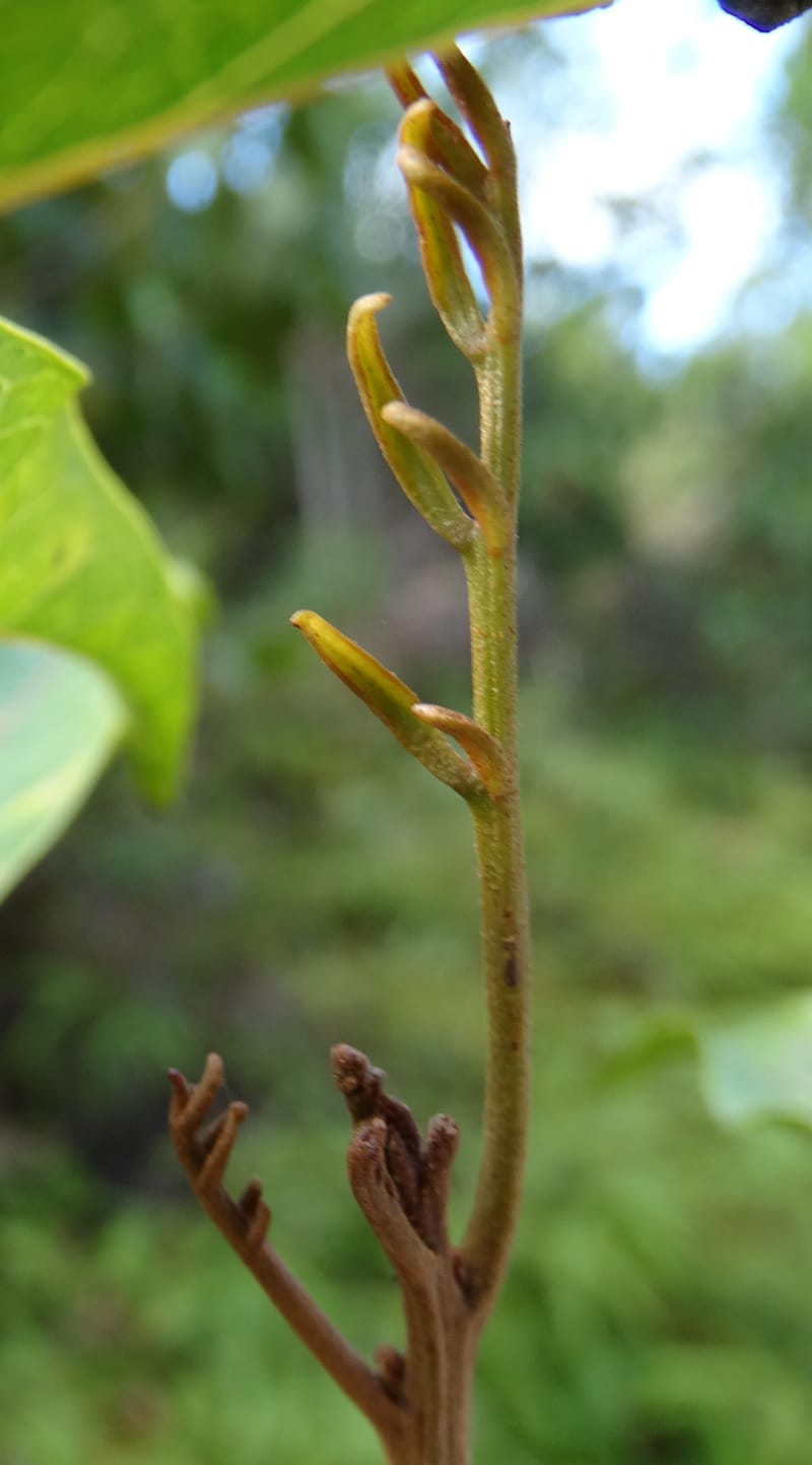 Arytera brackenridgei, Lowry, P 7334--Fiji. Vesidrua Vill. 5 Nov 2015. DSC09139 (17).JPG