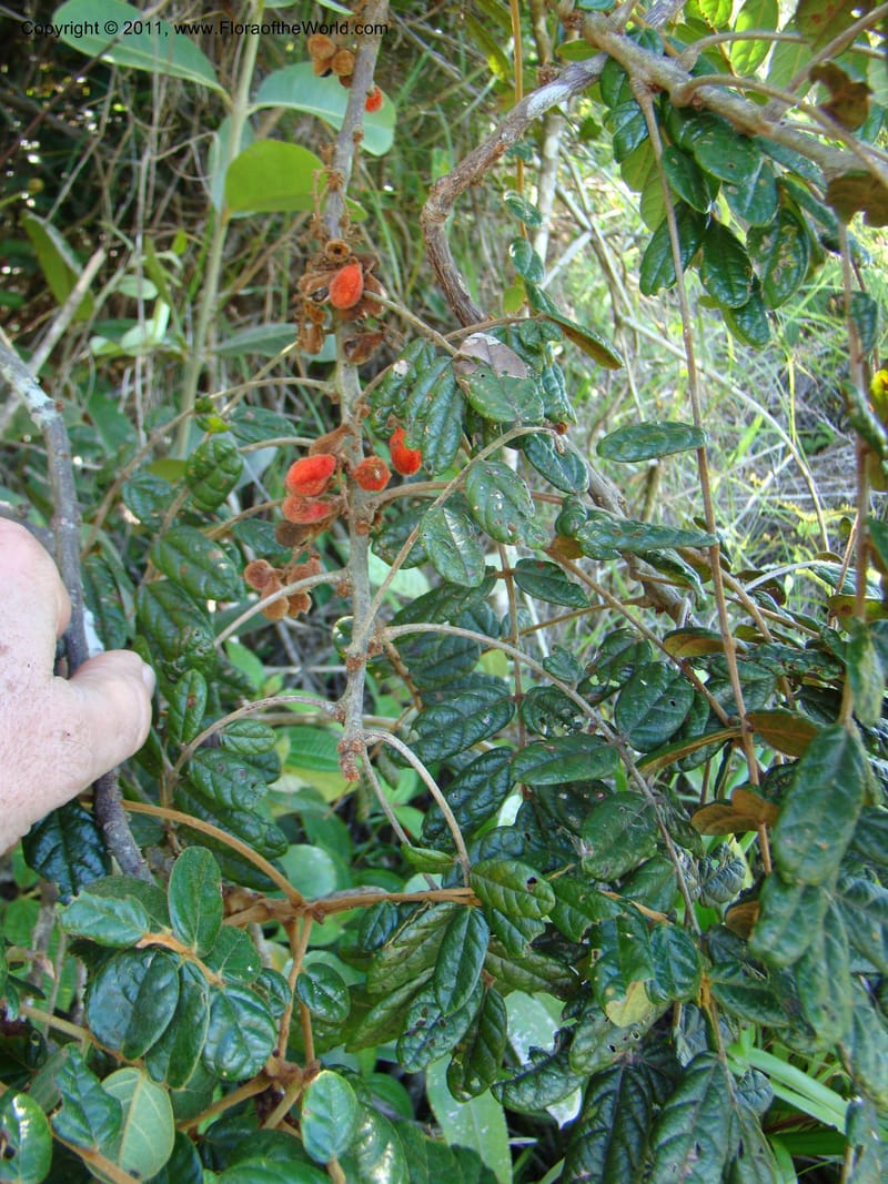 Cnestis, Phillipson 6111--Madagascar. Prov. Fianarantsoa. Sakarara. 11 Jan 09. 072.jpg