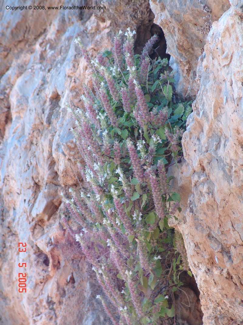 Scutellaria sieberi--Crete. Ep. Kydonia. Akrotiri. Trail Gouvernetos . 23 May 05. 047.jpg