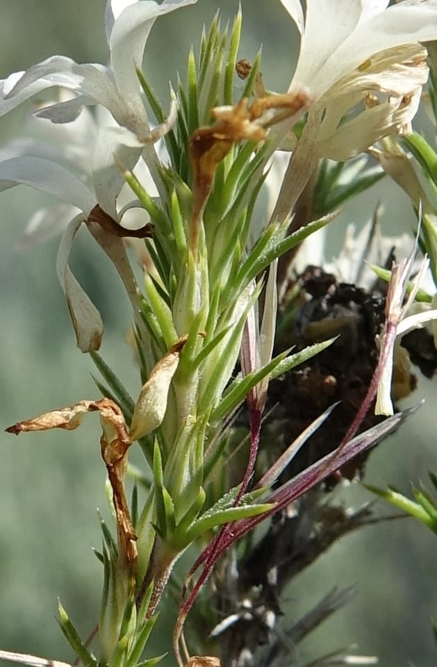 Leptodactylon pungens, C. Davidson 13670--ID. Hwy 20 W of Arco. Open basalt flow. 18 Jun 2017. DSC02519 (81).JPG