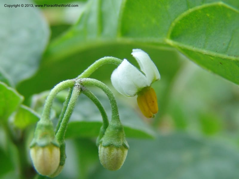 Solanum--Kenya. Maseno.  Maseno Univ. Bot. Gard. 3 Jul 04. 117.jpg
