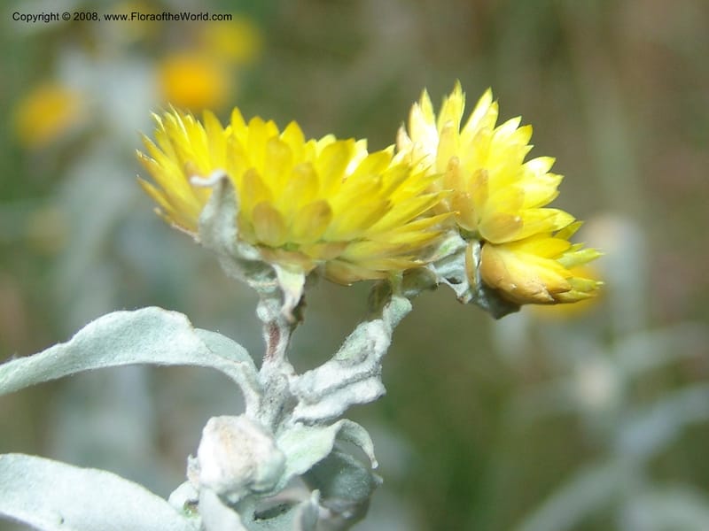 Helichrysum albolanatum--So.Africa. Mpumal. Buffelskloof Private Nat. Res. 17 Mch 05. 350.jpg