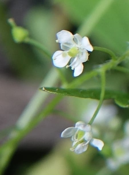Yinshania acutangula subsp. wilsonii, C. Davidson 13755--China. Sichuan. Yibailingba-gou. 12 Aug 2017. DSC04660 (650).JPG