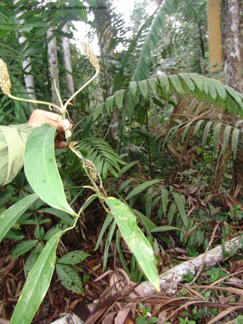 Monstera obliqua, AAraujoM3083--Bolivia. Pq. Nal. Madidi. Chalalan, Sendero Jaguar. 24 Sep 06. 262.jpg