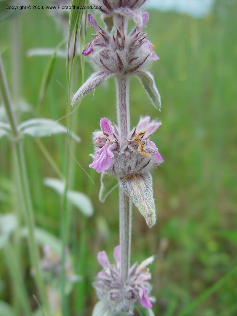 Stachys salviifolia--Italy. Tuscany. Ris. Nat. Basso Merse. 20 May 03. 074.jpg