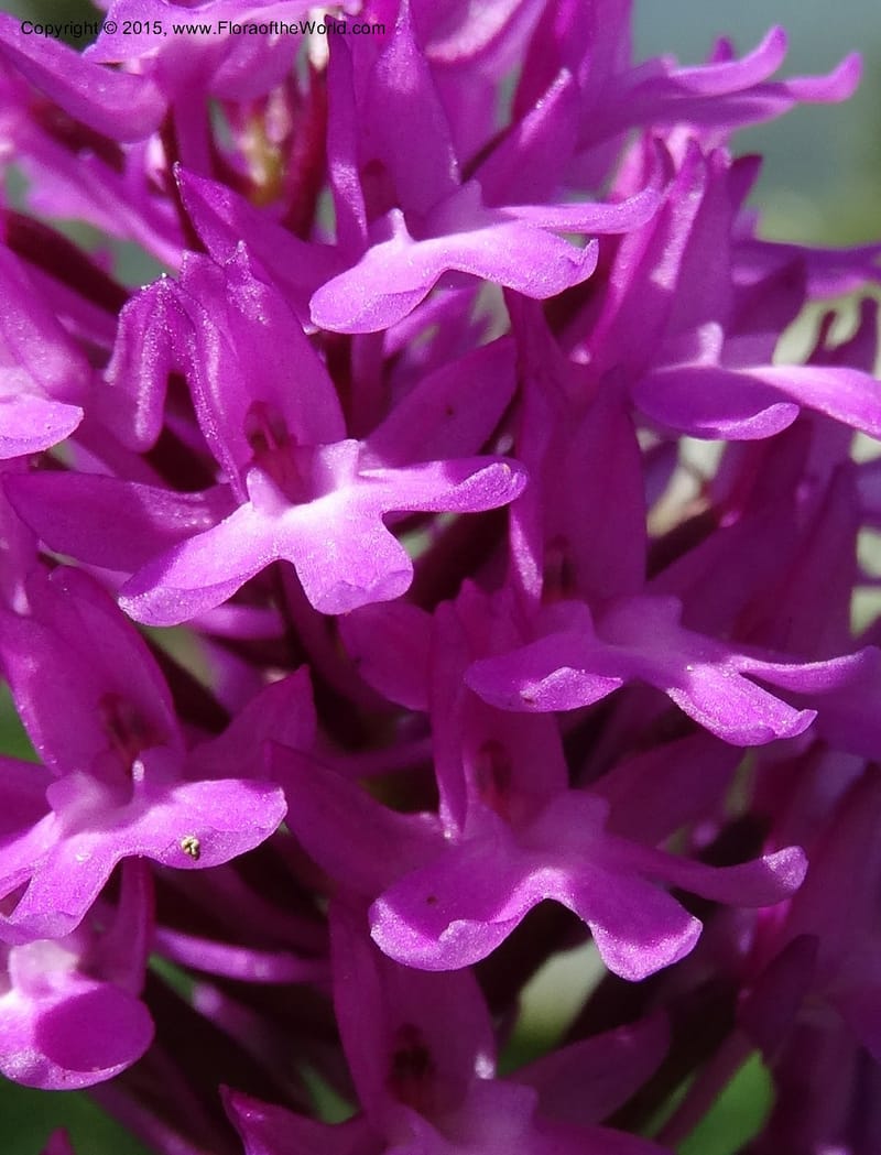 Anacamptis pyramidalis, Davidson, C 12453--Georgia (Caucasus). Shio Mgvime. 7 Jun 2014. DSC07779 (36).JPG