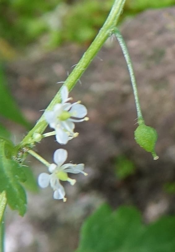 Yinshania acutangula subsp. wilsonii, C. Davidson 13755--China. Sichuan. Yibailingba-gou. 12 Aug 2017. DSC04660 (646).JPG