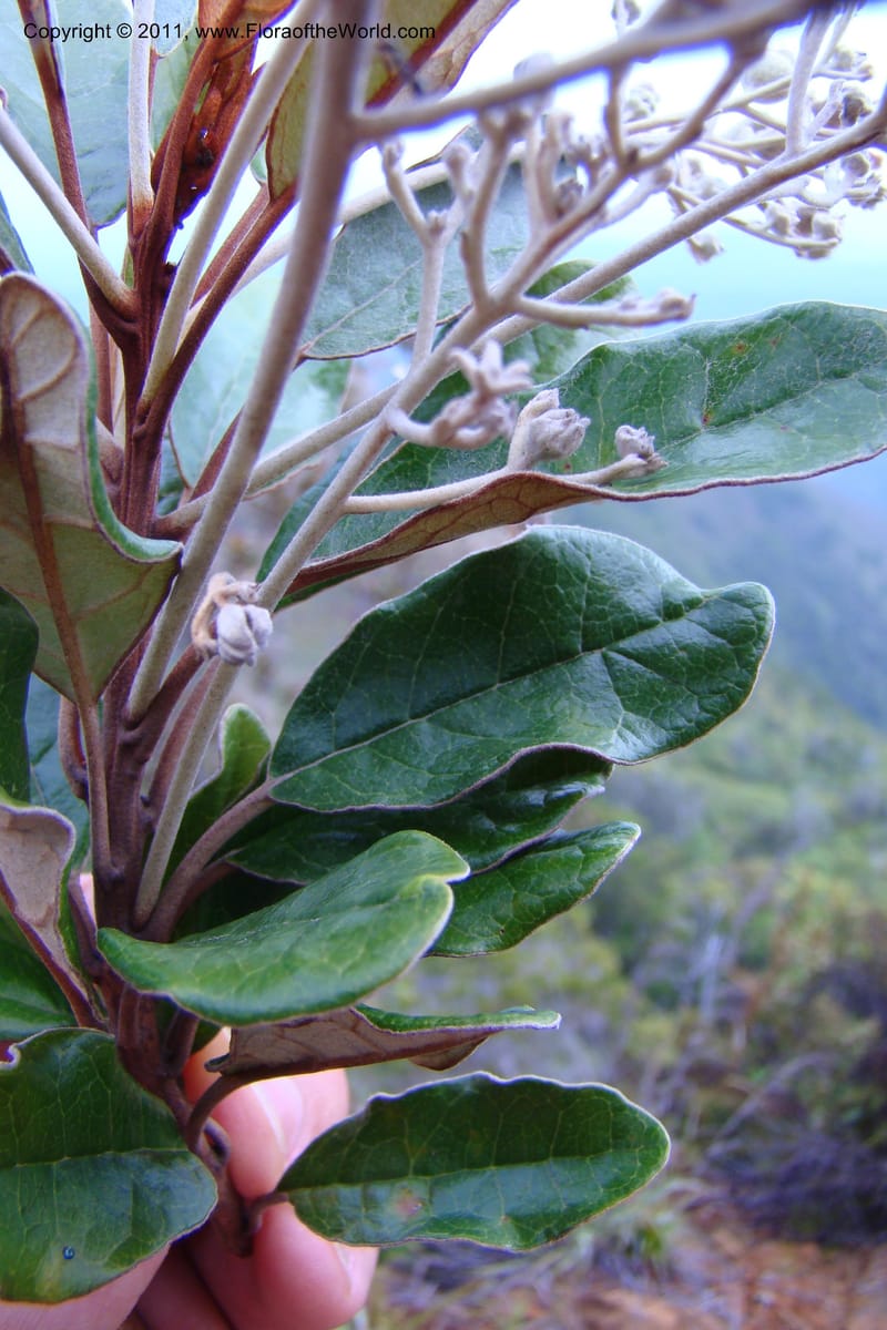 Argophyllum, M. Callmander 810--New Caledonia. Mont Dore. 20 Jan 2010. 001 (176).jpg