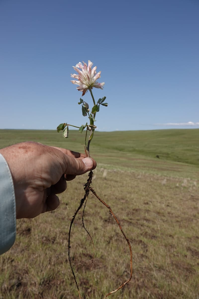 Trifolium macrocephalum, C. Davidson 13789--Oregon. Wallowa Co. Upper Camp Creek Canyon. 5 Jun 2018. DSC05225 (22).JPG