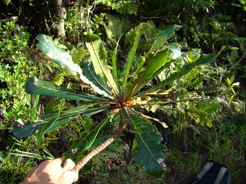 Beccariella rubicunda, JMunzinger x--New Caledonia. Mandjelia. 13 Nov 07. 245.jpg