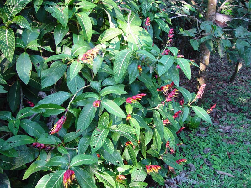 Sanchezia speciosa--Costa Rica. Wilson Garden. 24 Feb 02.  002.jpg