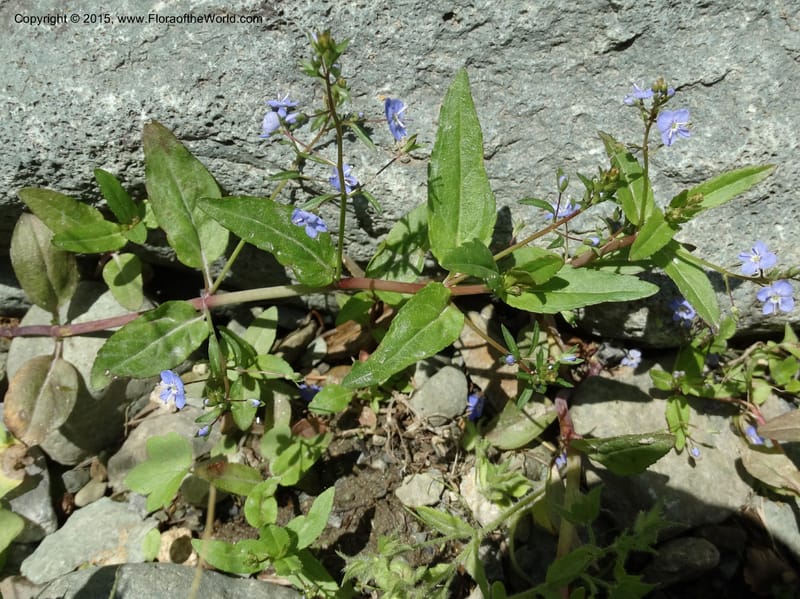 Veronica americana, Davidson, C 12583--ID. Idaho Co. Rd. to Seven Devils. Small Cr. 15 Jul 2014. DSC00072 (13).JPG