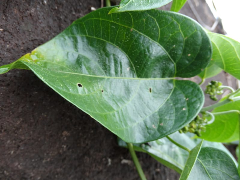 Megistostigma cordata, Davidson, C 12936--Sabah. Ruyu Oil Palm Pl. 29 Mar 2015. DSC01510 (32).JPG