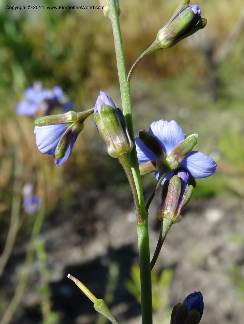 Heliophila, Davidson, C 12320--South Africa. Western Cape. E. side, Fernkloof. 24 Jan 2014. DSC01799 (168).JPG