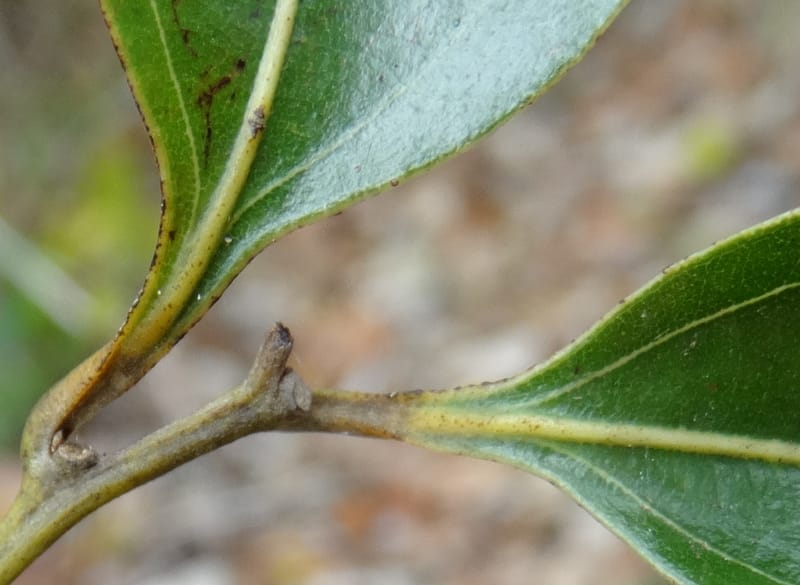 Cryptocarya, Lowry, P 7337--Fiji. Vesidrua Vill. 5 Nov 2015. DSC09215 (39).JPG
