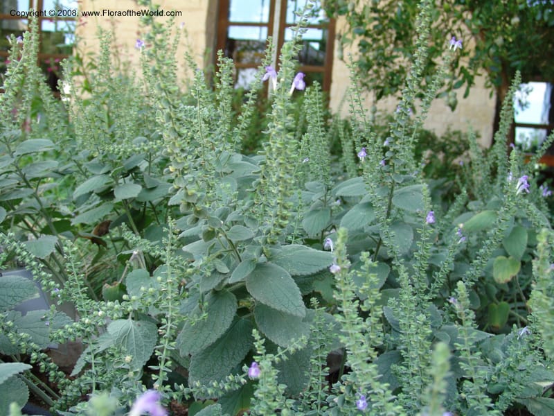 Scutellaria ovata v. bracteata--TX. Johnson Wildflower Center. 13 Jun 04. 007.jpg