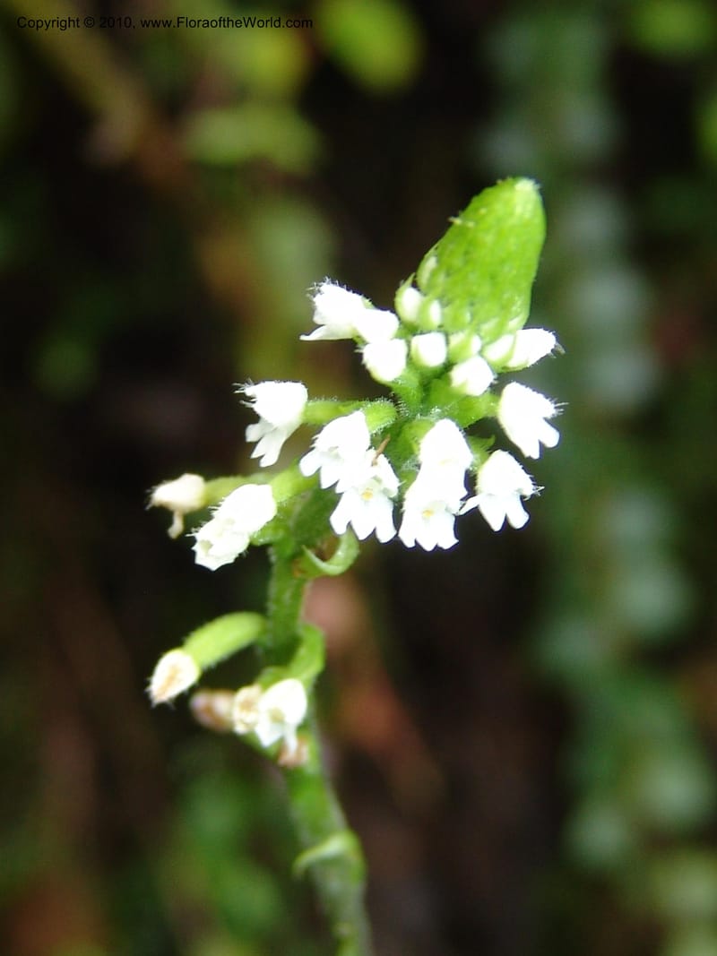 Habenaria, Croat 95988--Ecuador. Edo. Pichincha. Ca 11 km, La Union-Chiriboga. 17 Mar 06. 003 (4).jpg
