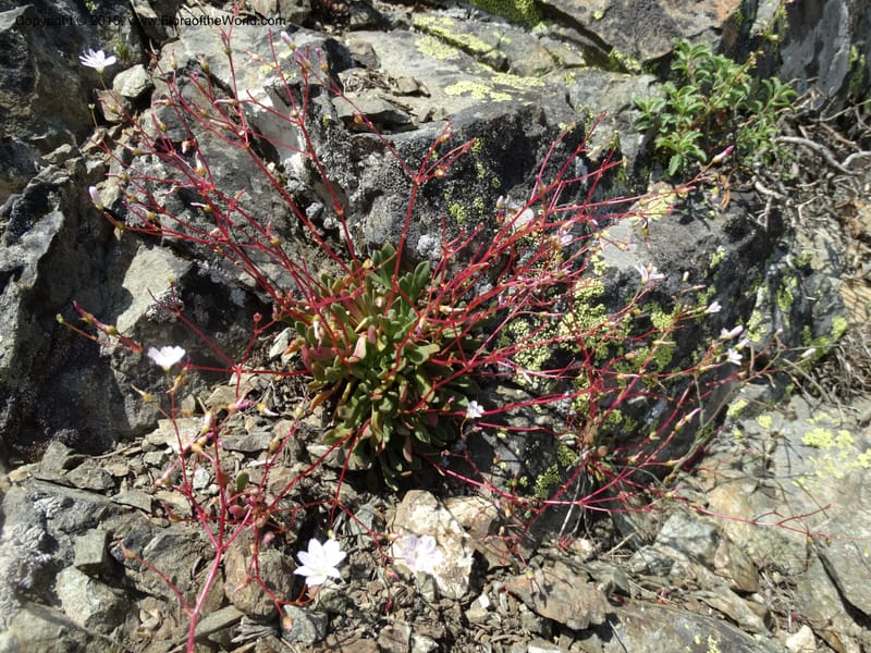 Lewisia columbiana var. wallowensis, Davidson, C 12591--ID. Idaho Co. Seven Devils Camp Ground. 15 Jul 2014. DSC00113 (144).JPG