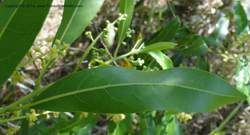 Ocotea puberula, Stevens, W. D 31128, Amambay, 16 Mar 2011 1624 (4).JPG