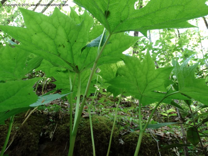 Diphylleia cymosa, Davidson, C 12981--North Carolina. Clay Co. Perry Gap Rd, Barnard's Cr. 13 May 2015. DSC04860 (21).JPG