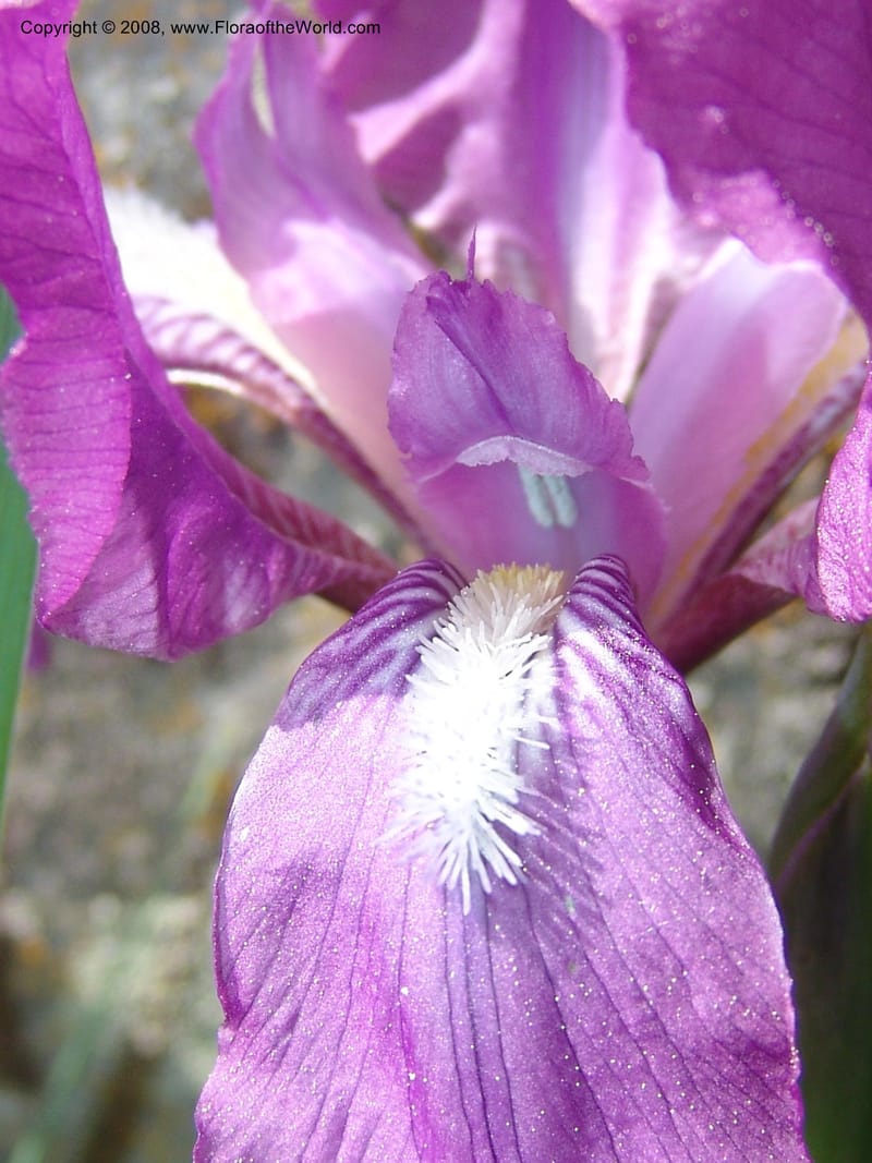 Iris hungarica--Georgia. Bakuriani Botanical Garden. 7 Jun 05. 091.jpg