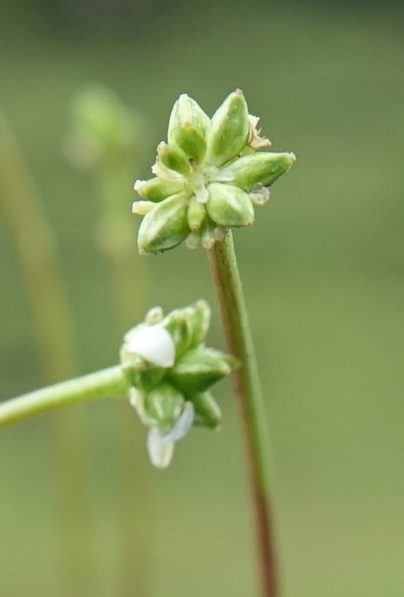 Sanguisorba filiformis, D. Boufford 44079--China. Sichuan. Wuxu Haizi. Glacial lake. 18 Aug 2017. DSC07392 (50).JPG
