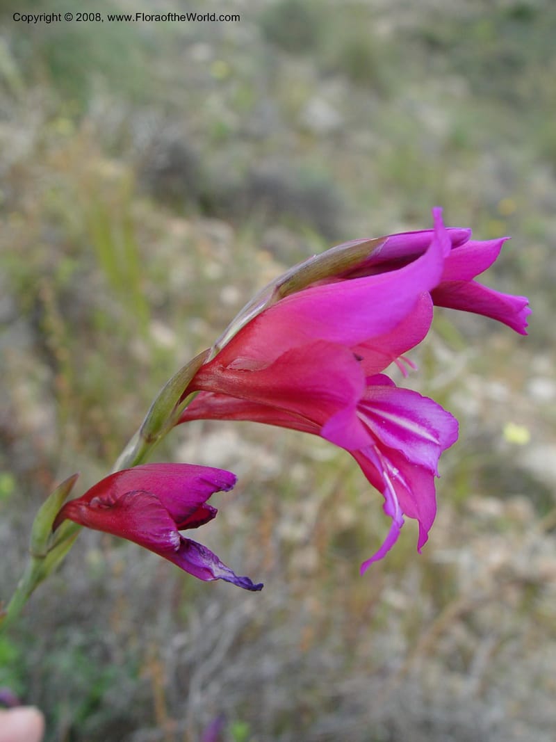 Gladiolus illyricus--Spain. Almeria Prv. Cabo de Gata. Playa de Playazo. 16 Apr 04. 146.jpg