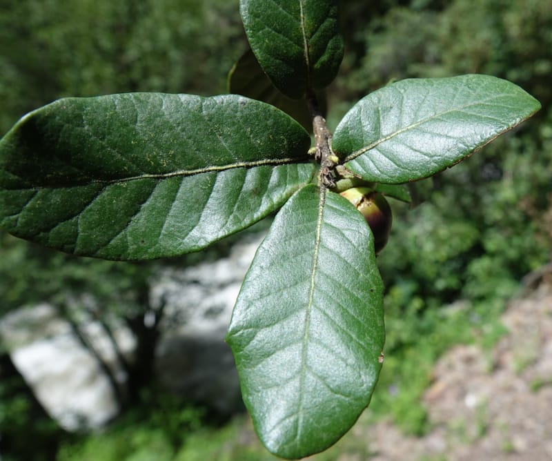 Quercus, C. Davidson 13759--China. Sichuan. Yibailingba-gou. 12 Aug 2017. DSC04660 (394).JPG
