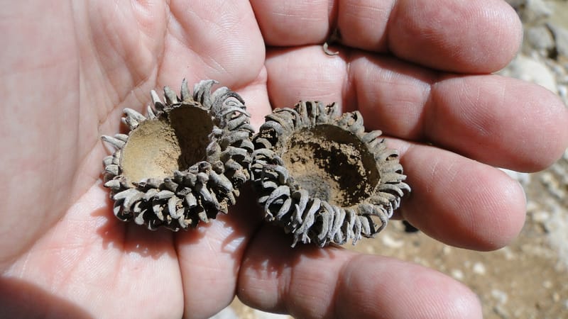 Quercus ithaburensis ssp. macrolepis, A. G. Miller 132.13--Iraq. Kurdistan. Shakh-i Pira Magun. Gueza Khan. 11 June 2010. 017 (11).jpg