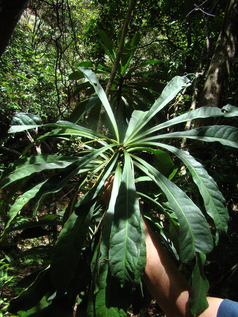 Phelline dumbeensis,  Barriera, G 131102-12--New Caledonia, Prov N, Les Trois Creeks,  13 Nov 2007, 054 (11).jpg