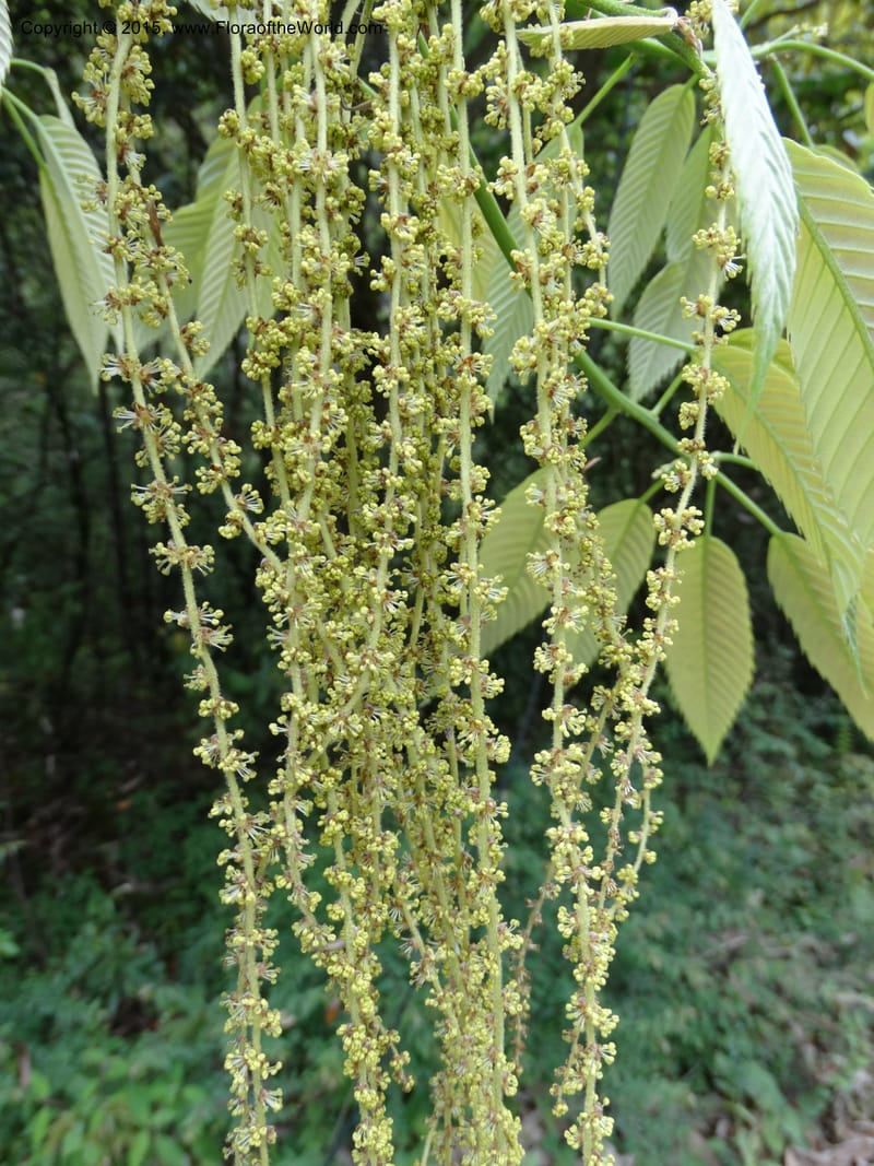 Quercus, Boufford, D 43691--China. Sichuan. LongDongZhen on Rd. to LeiYuan Shan. 13 May 2014. DSC05860 (130).JPG