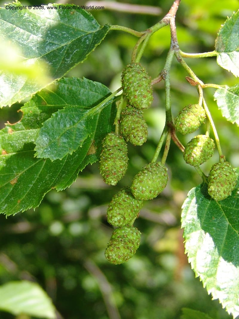 Alnus viridis ssp sinuata--ID. Valley Co. Sylvan Beach reservoir and trail. 24 Jul 05. 188.jpg