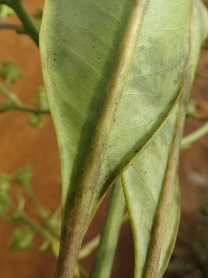 Myodocarpus involucratus, Lowry, P 7375--New Caledonia. Mont Dzumac. 12 Nov 2015. DSC01563 (549).JPG